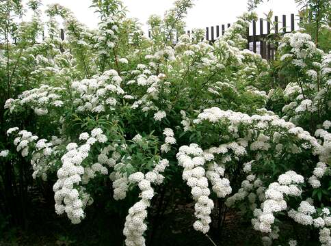 Image of Reeves' meadowsweet