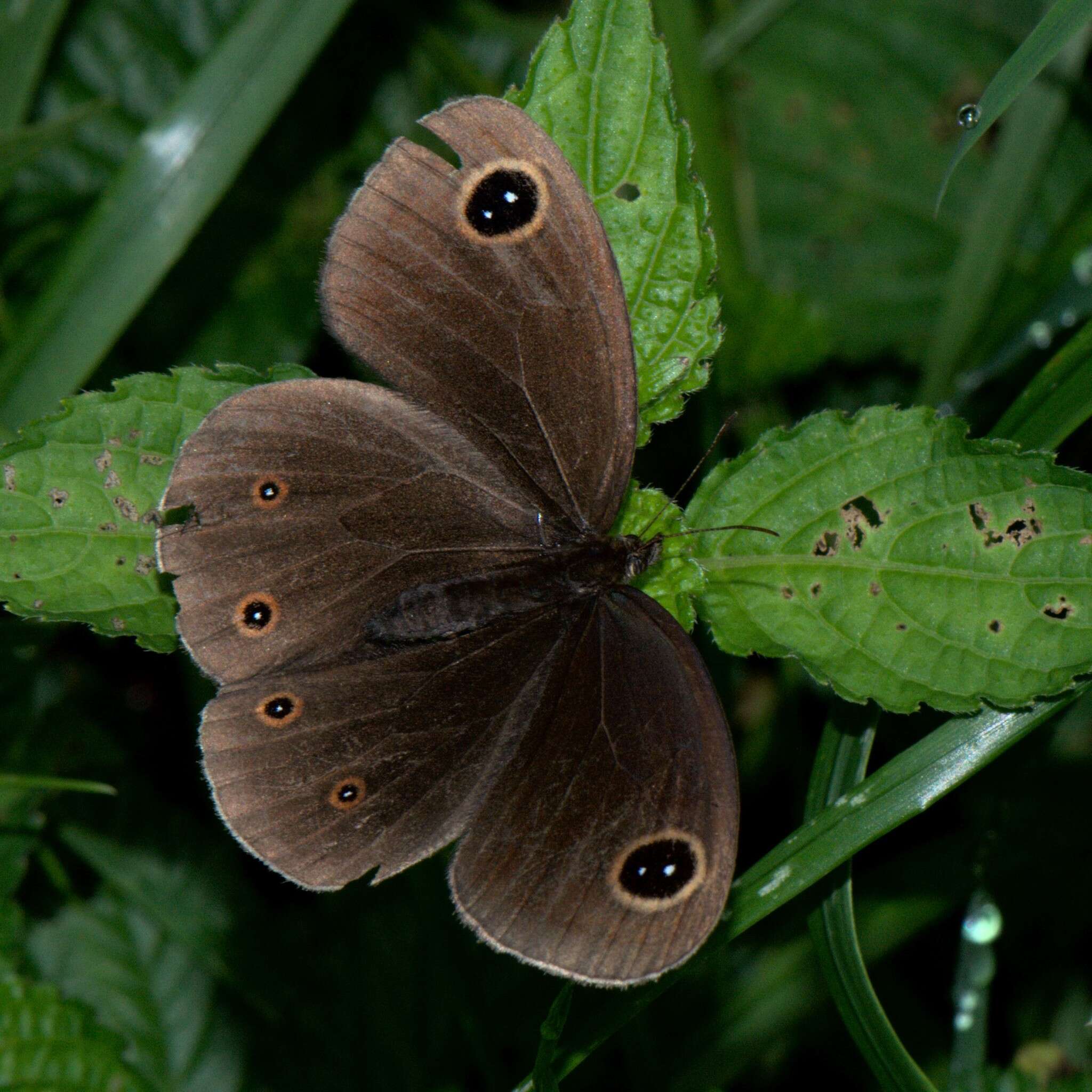 Image of Callerebia nirmala Moore 1865