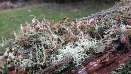 Plancia ëd Cladonia ramulosa (With.) J. R. Laundon