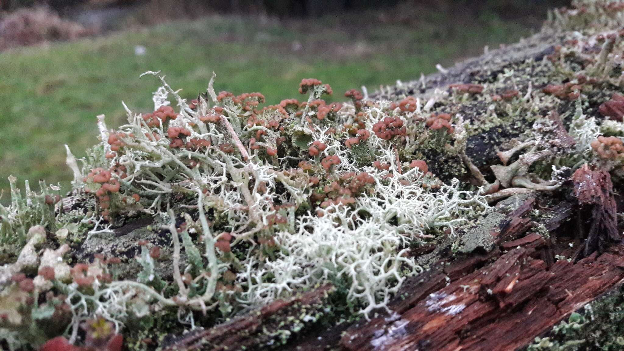 Plancia ëd Cladonia ramulosa (With.) J. R. Laundon