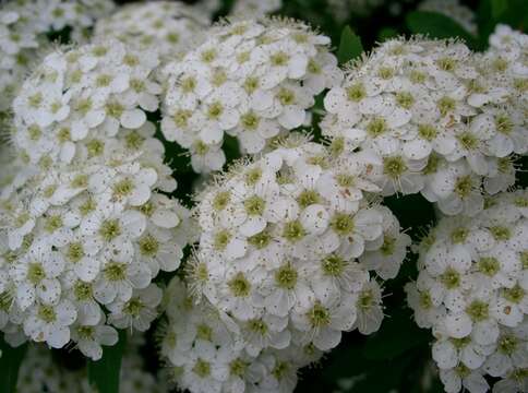 Image of Reeves' meadowsweet