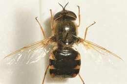 Image of Odontomyia ornata (Meigen 1822)