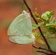 Image of Catopsilia pyranthe (Linnaeus 1758)