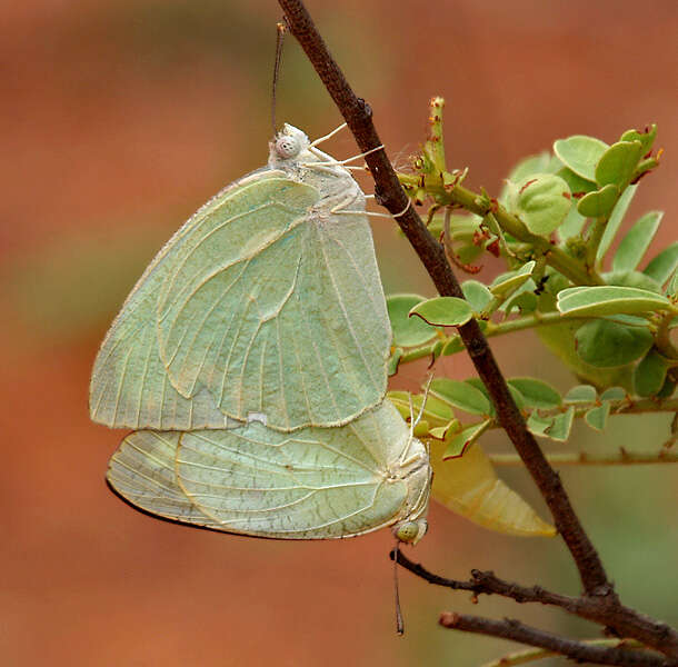 Image of Catopsilia pyranthe (Linnaeus 1758)