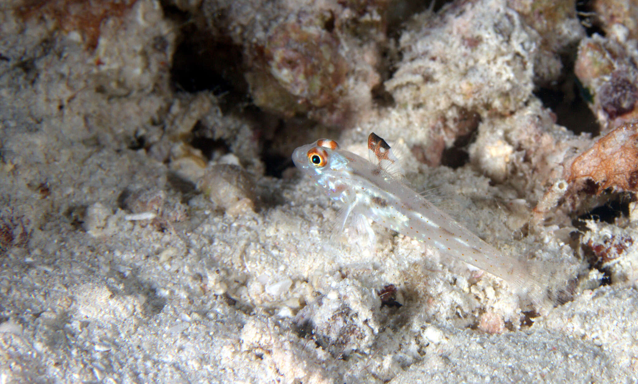 Fusigobius signipinnis Hoese & Obika 1988 resmi