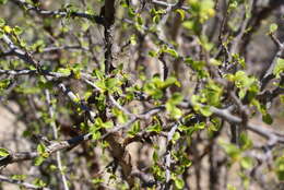 Image of Colubrina viridis (M. E. Jones) M. C. Johnst.