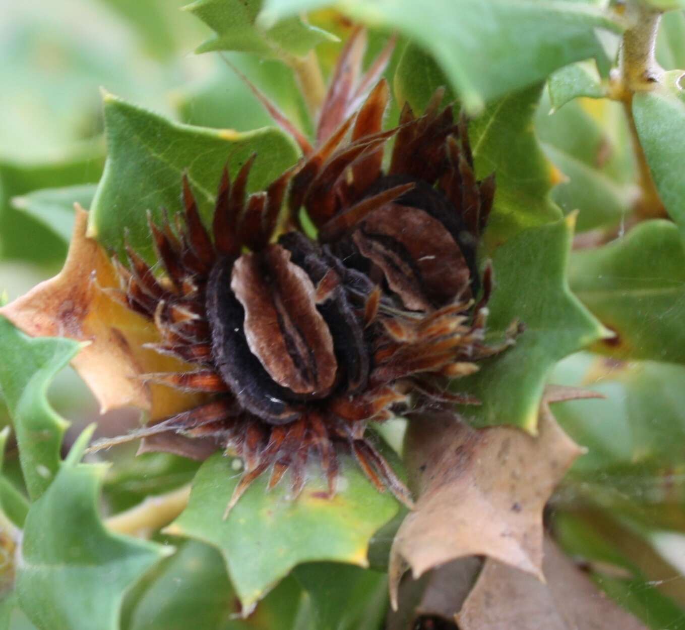 Imagem de Banksia sessilis var. cygnorum (Gand.) A. R. Mast & K. R. Thiele