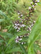 Image of lemon beebrush