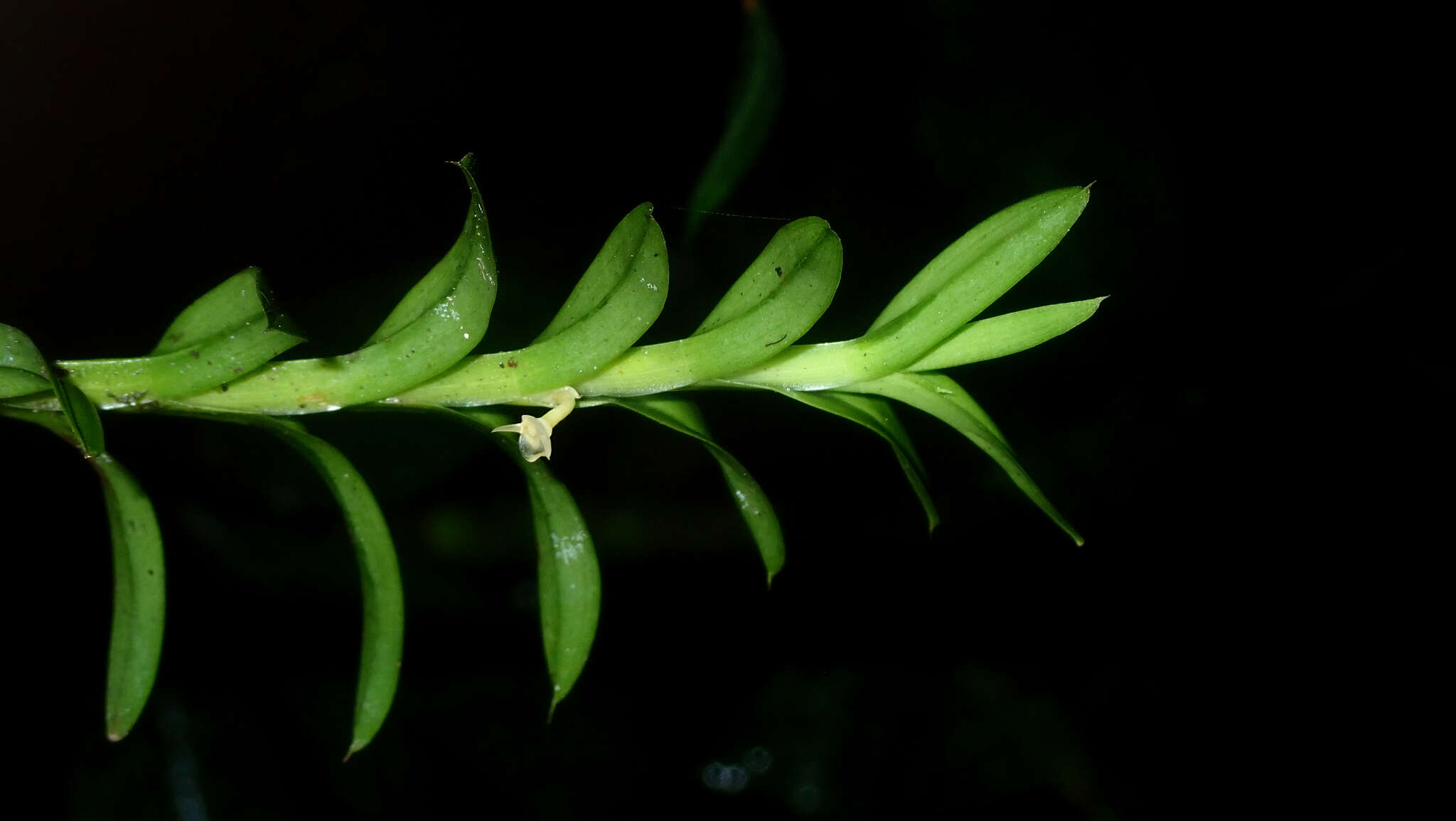 Image of Dichaea venezuelensis Carnevali & I. Ramírez