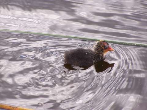 Image of Common Coot