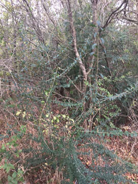 صورة Ligustrum quihoui Carrière