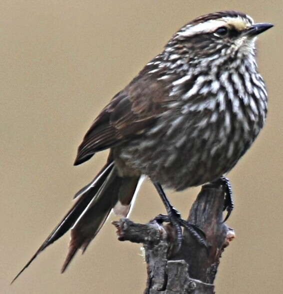 Image of Andean Tit-Spinetail