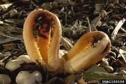 Image of column stinkhorn