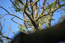 Image of Melodious Warbler