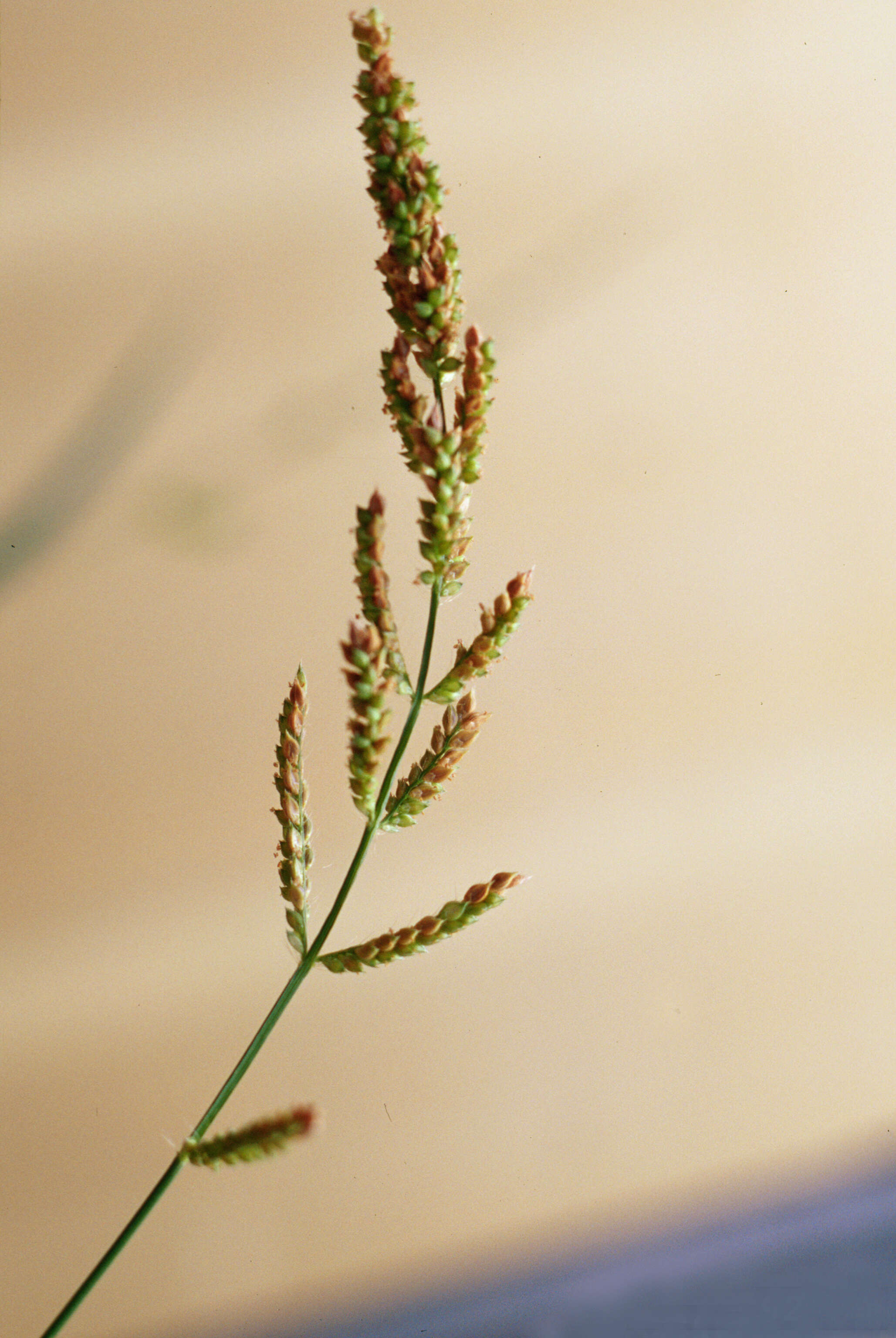 Plancia ëd Echinochloa crus-galli (L.) P. Beauv.