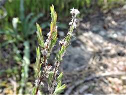 Polygonum bolanderi Brew. ex A. Gray resmi