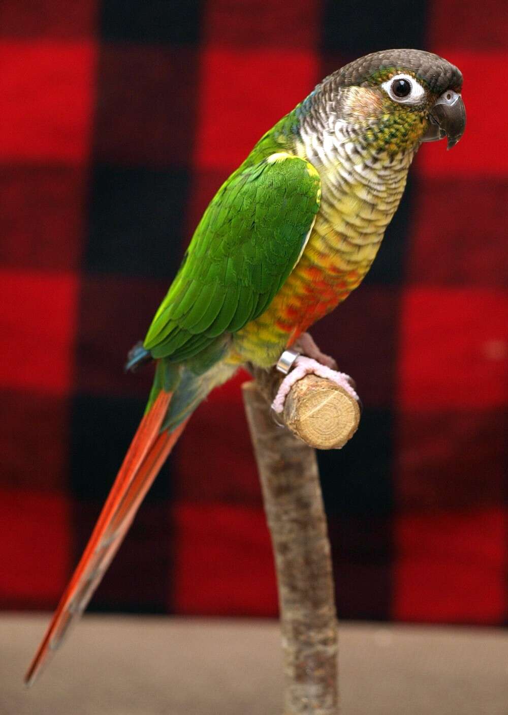 Image of Green-cheeked Conure
