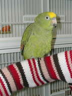 Image of Yellow-crowned Parrot, Yellow-crowned Amazon