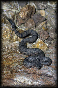 Crotalus lepidus lepidus (Kennicott 1861) resmi