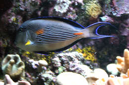 Image of Red Sea Clown Surgeon