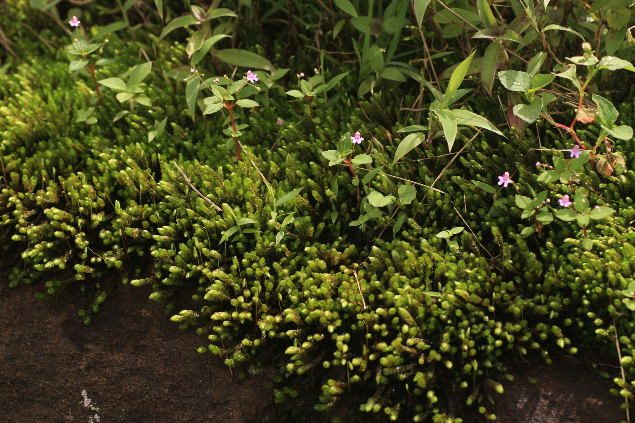 Image of Impatiens goughii Wight