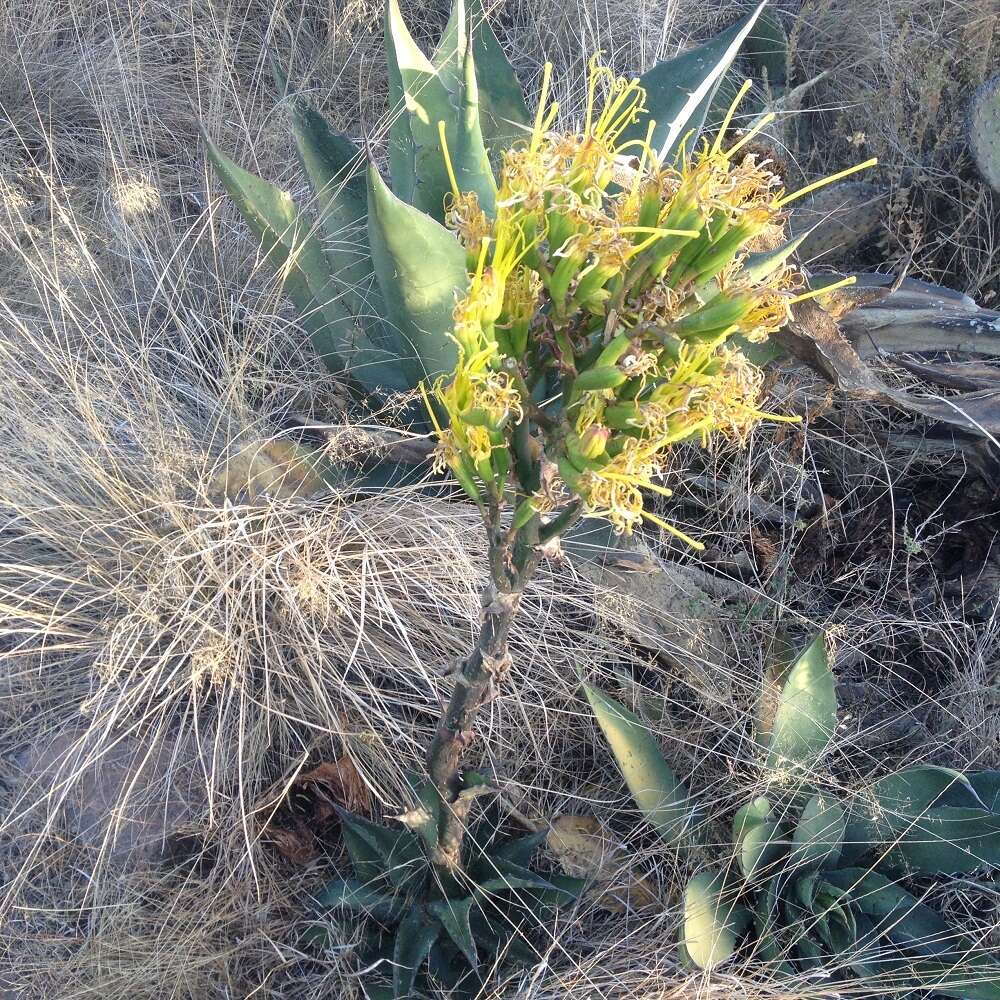 Слика од Agave salmiana subsp. salmiana