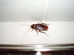 Image of Australian cockroach