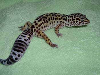 Image of Lichtenfelder's Gecko