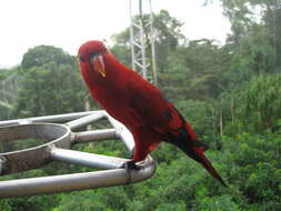 Image of Red Lory