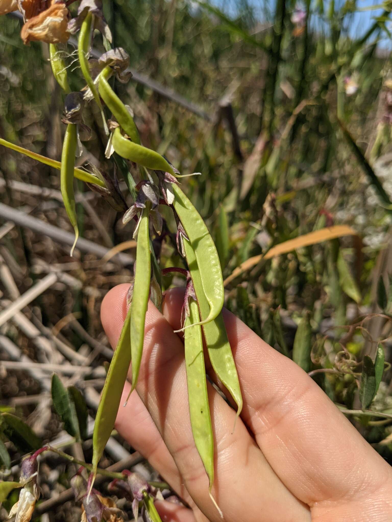 Sivun Lathyrus jepsonii subsp. jepsonii kuva