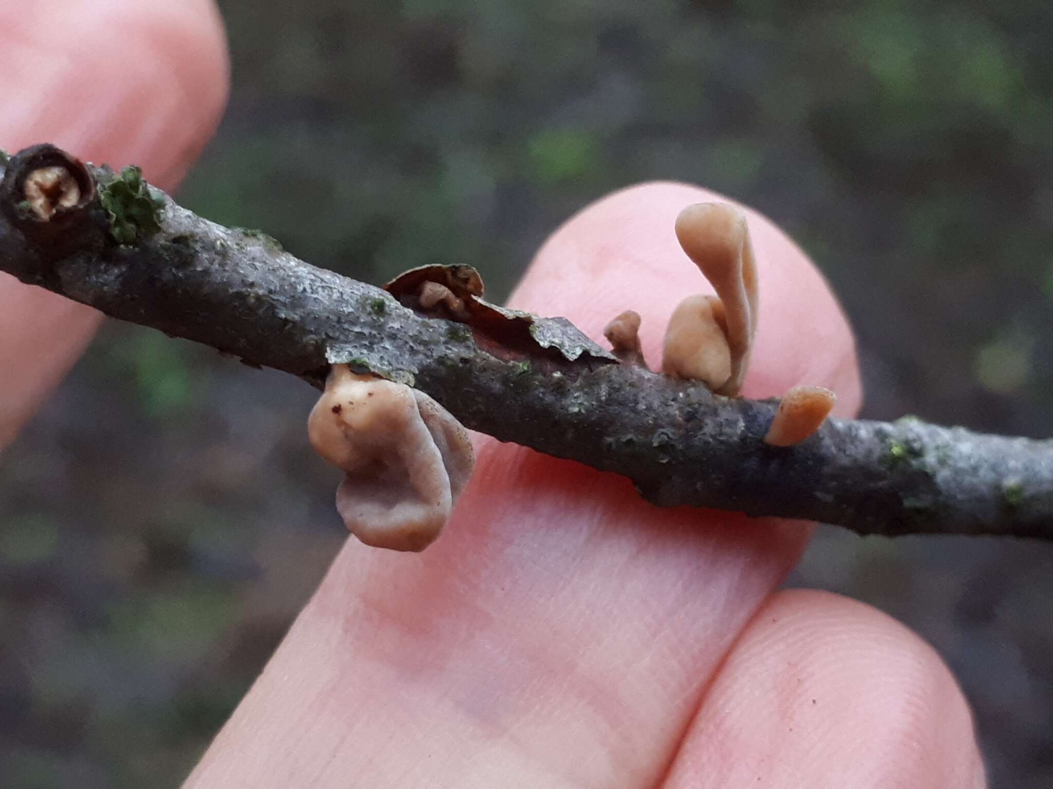 Image of Typhula contorta (Holmsk.) Olariaga 2013