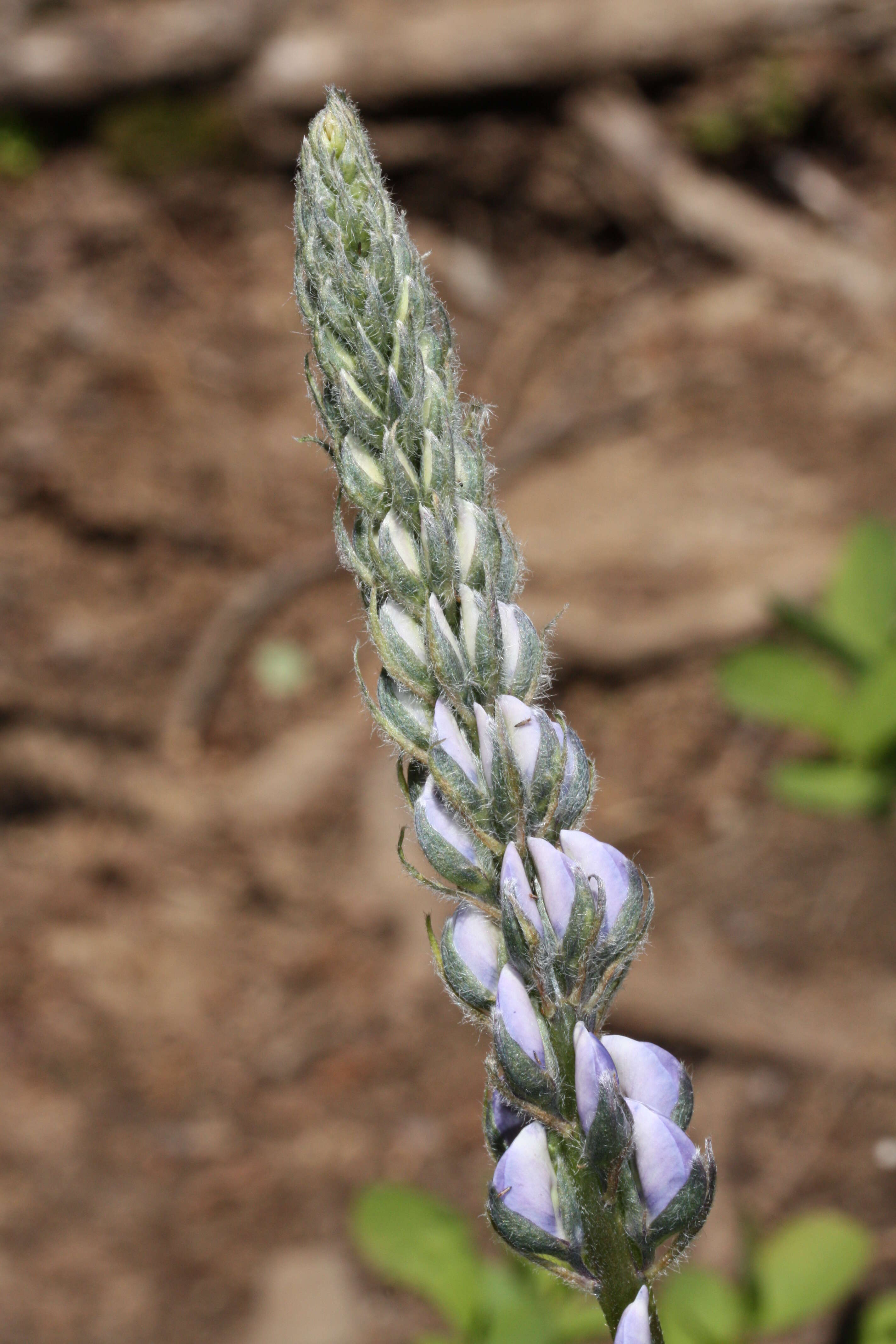 Image of broadleaf lupine