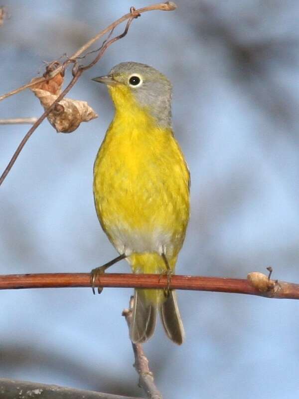 Image of Nashville Warbler