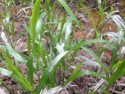 Image of Savannah-Panic Grass