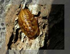 Image of Death's Head Cockroach