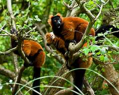 Image of Red Ruffed Lemur