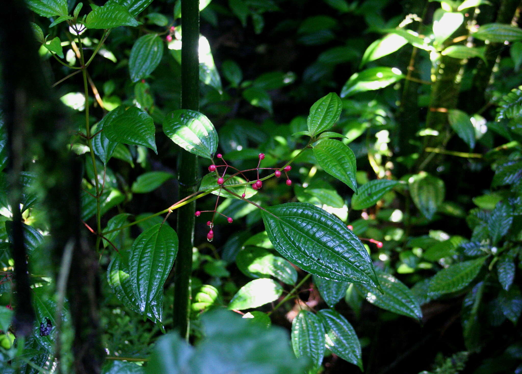 Image of Miconia cornoides