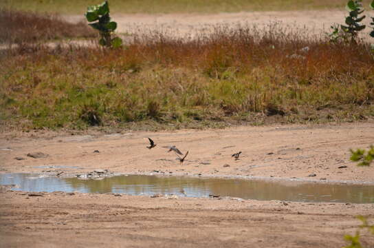 Image of Cave Swallow