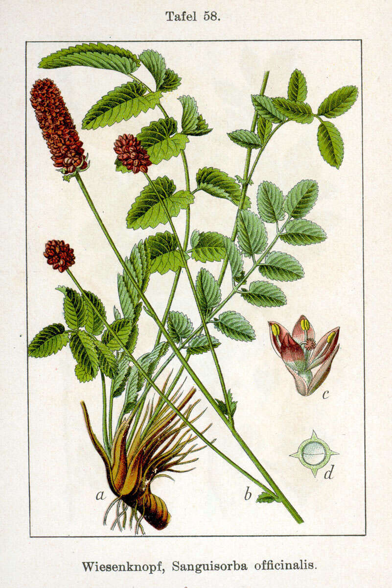 Image de Sanguisorbe officinale