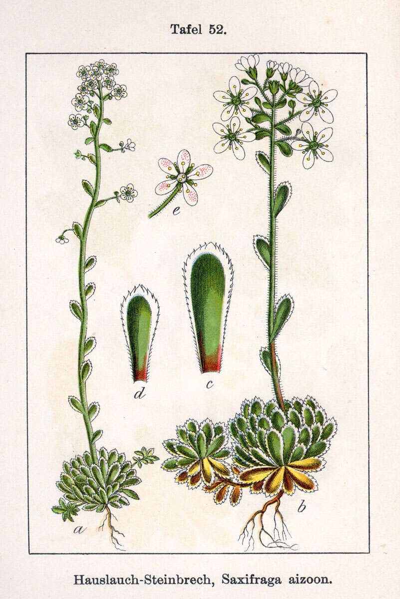 Image of Livelong Saxifrage