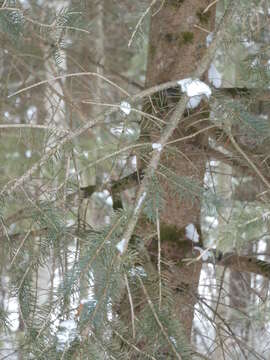 Image of balsam fir