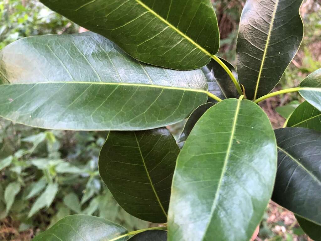 Image de Ficus superba var. henneana (Miq.) Corner