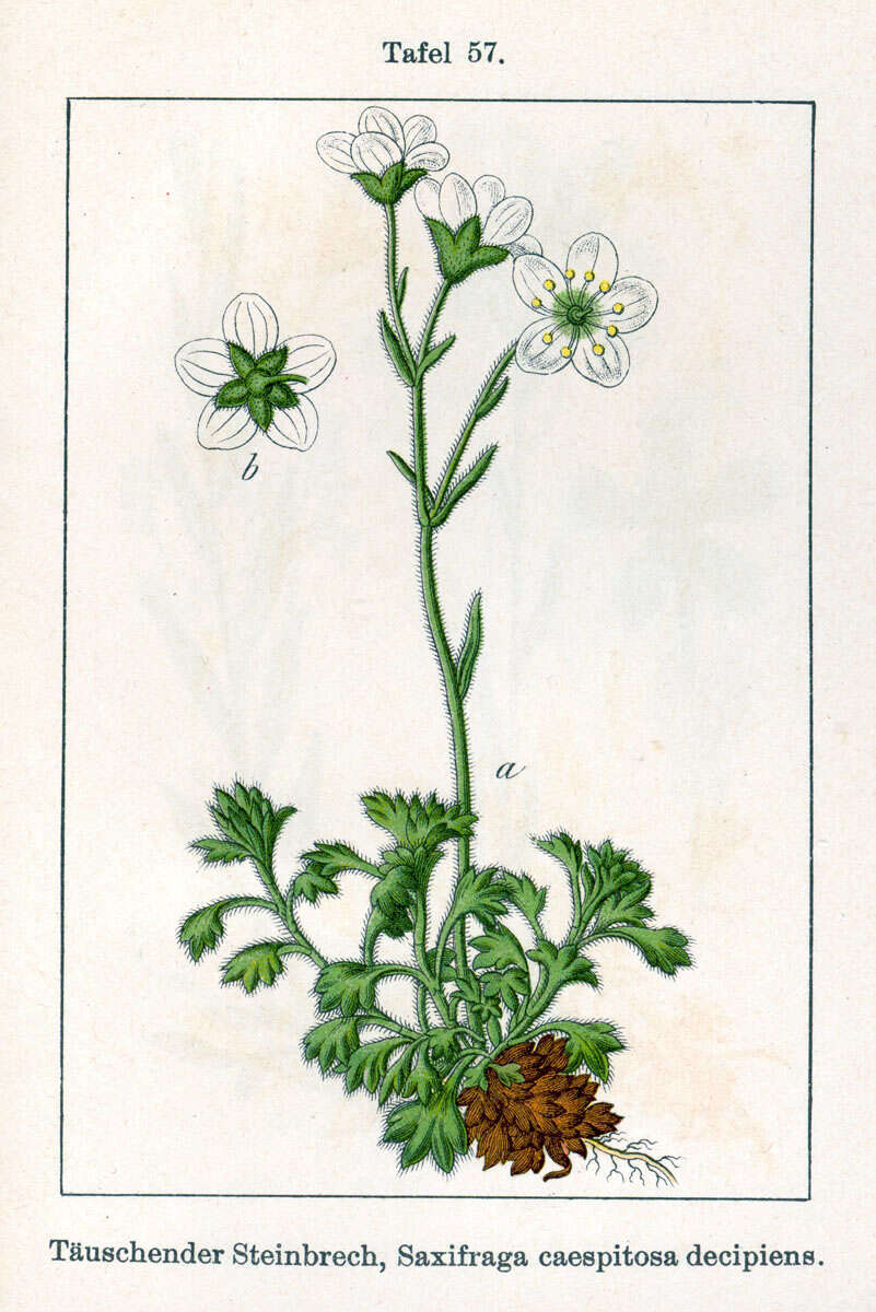 Image of Tufted saxifrage