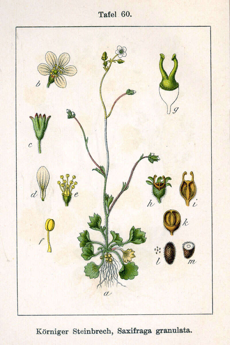 Image of Meadow Saxifrage