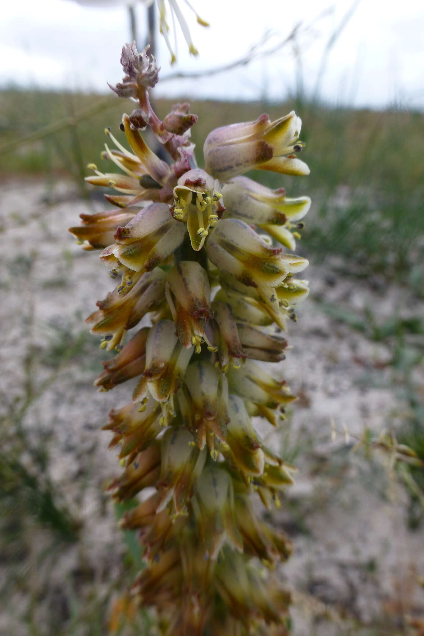 Image of Lachenalia variegata W. F. Barker