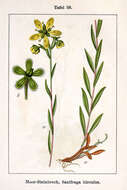 Image of Yellow Marsh Saxifrage