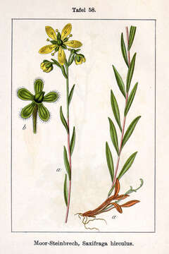 Image de saxifrage bouc, saxifrage dorée