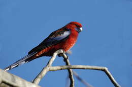 Image of Crimson Rosella