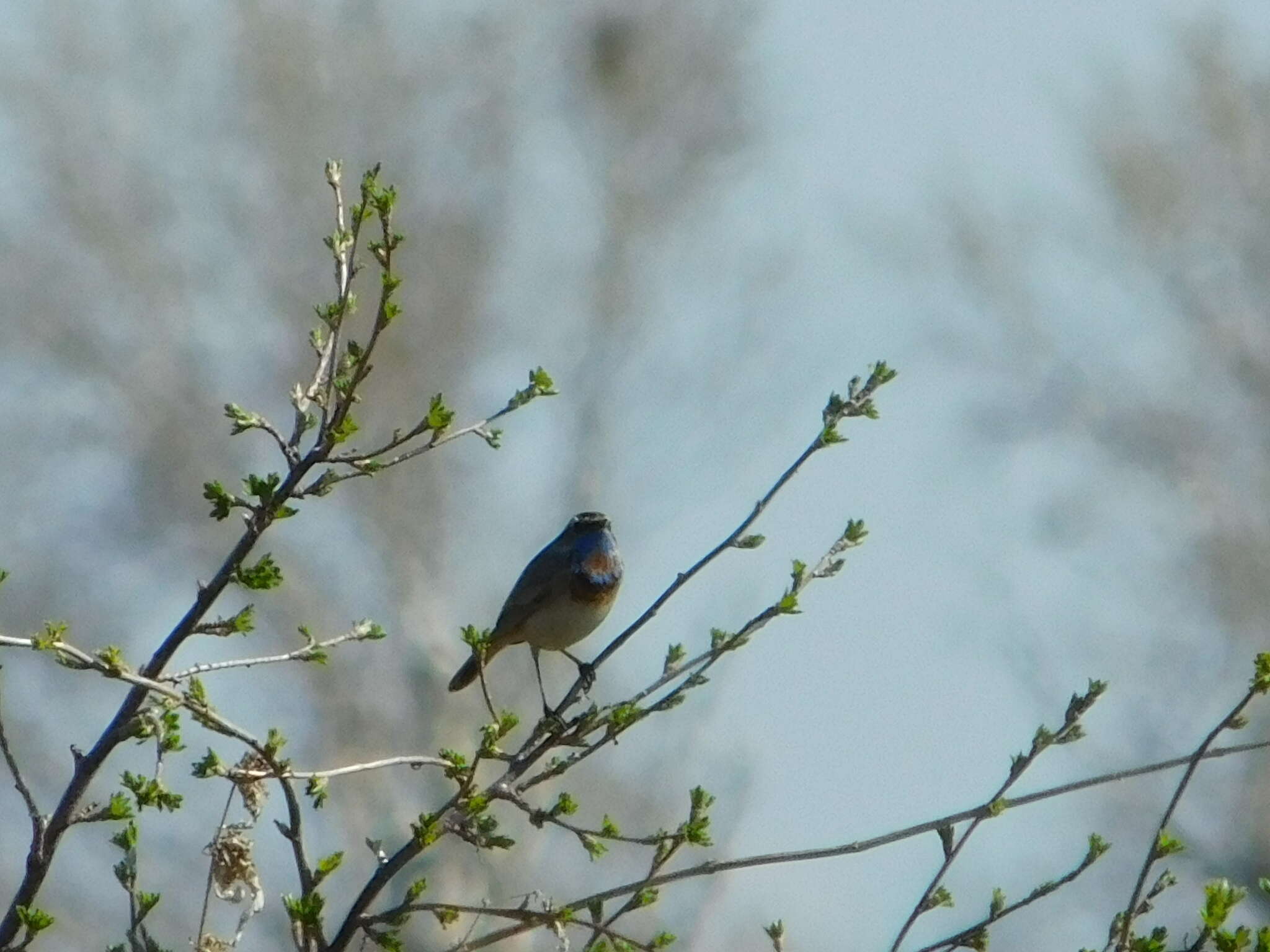 Image de Luscinia svecica svecica (Linnaeus 1758)