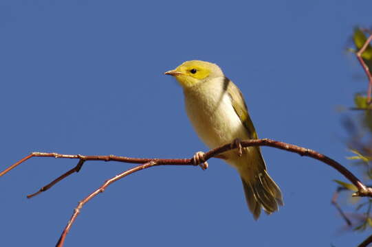 صورة Lichenostomus Cabanis 1851